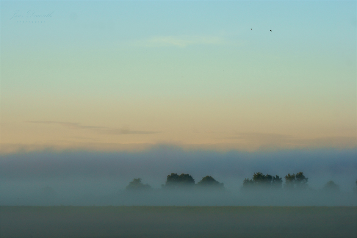 Nebel über den Wiesen (2)