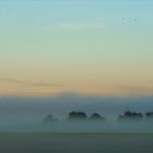 Nebel über den Wiesen (2)