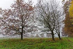 Nebel über den Wiesen