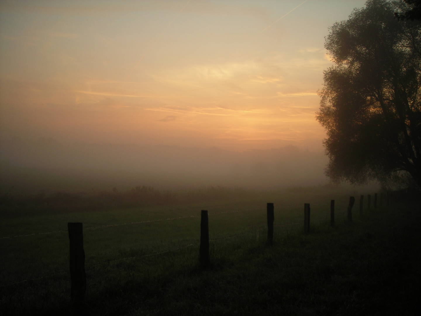 Nebel über den Wiesen