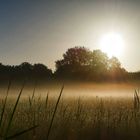 Nebel über den Wiesen