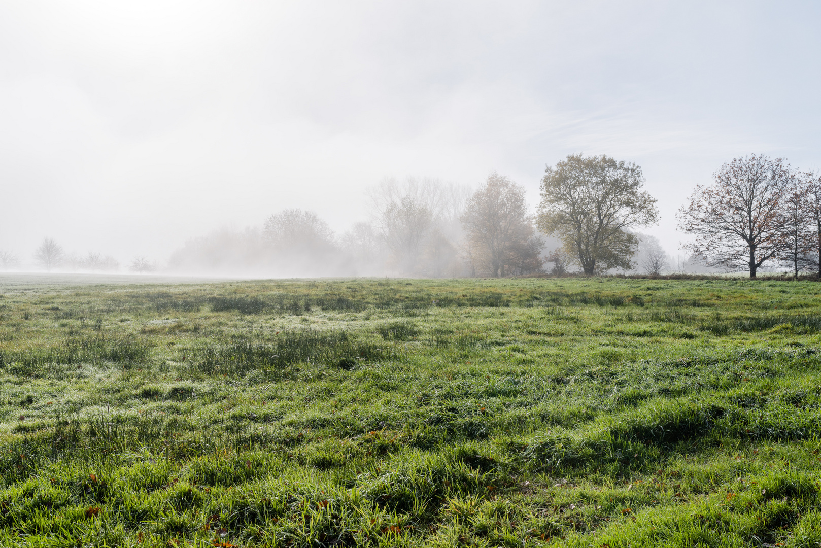 Nebel über den Wiesen