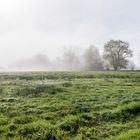 Nebel über den Wiesen