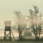 Nebel über den Wiesen