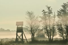 Nebel über den Wiesen