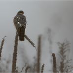 Nebel über der Buntbrache