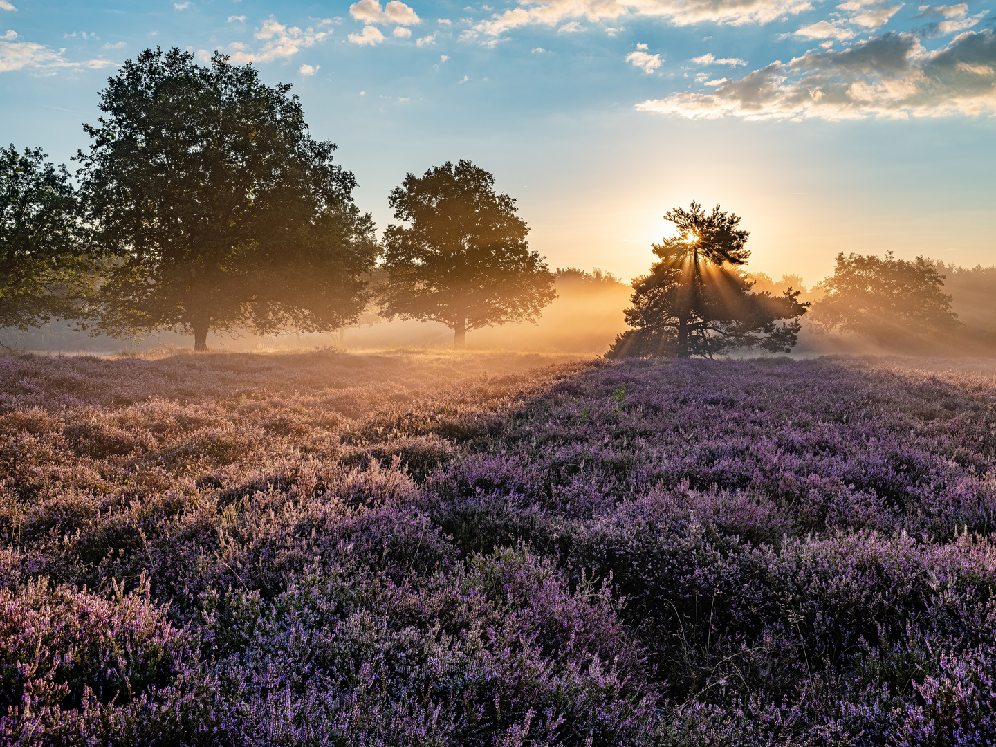 Nebel über der Heide