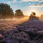 Nebel über der Heide