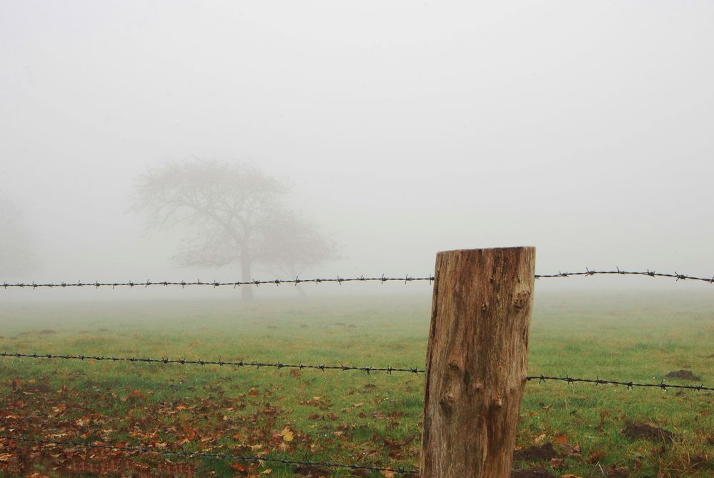 Nebel über der Koppel