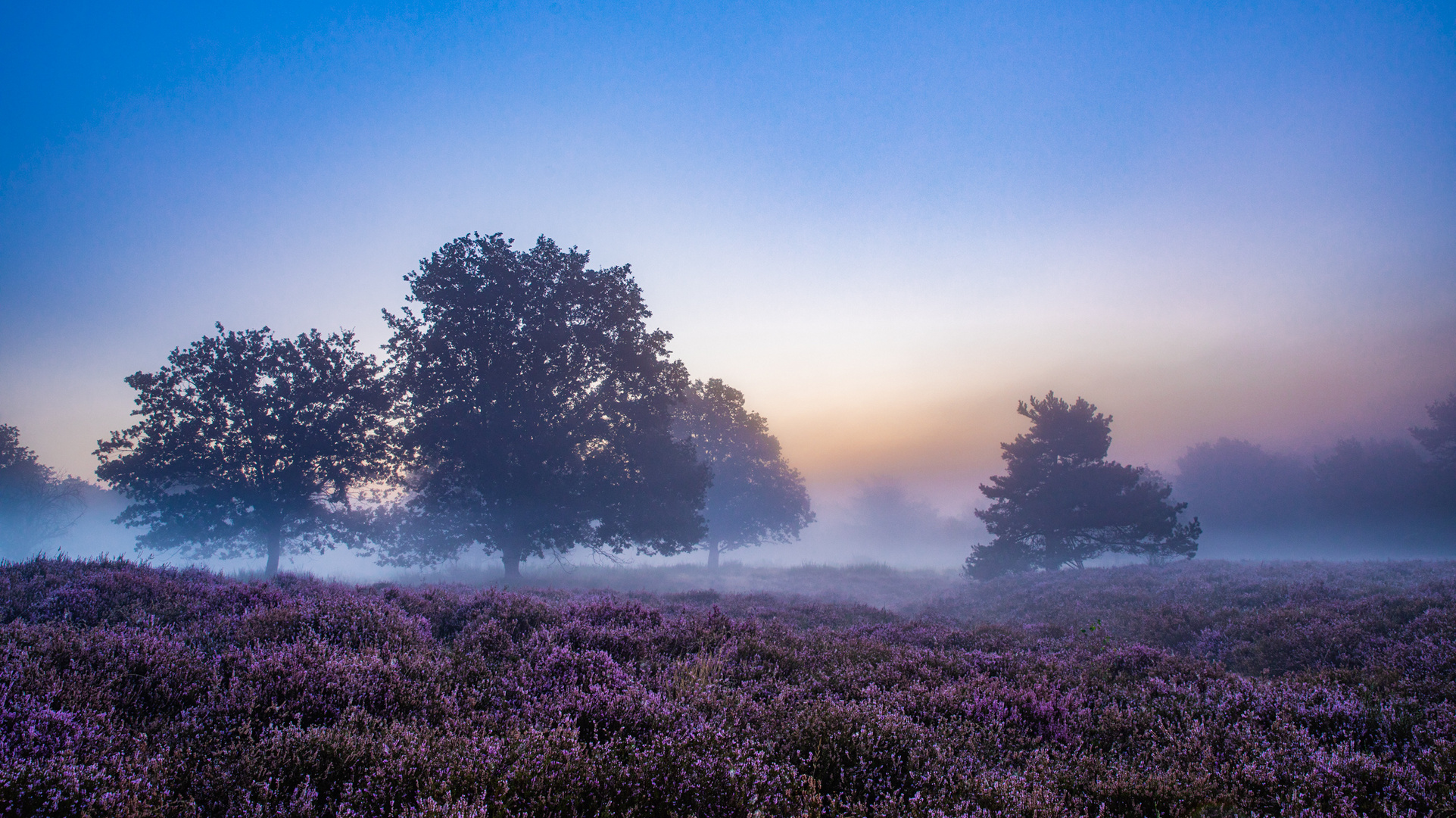 Nebel über der Mehlinger Heide