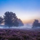 Nebel über der Mehlinger Heide