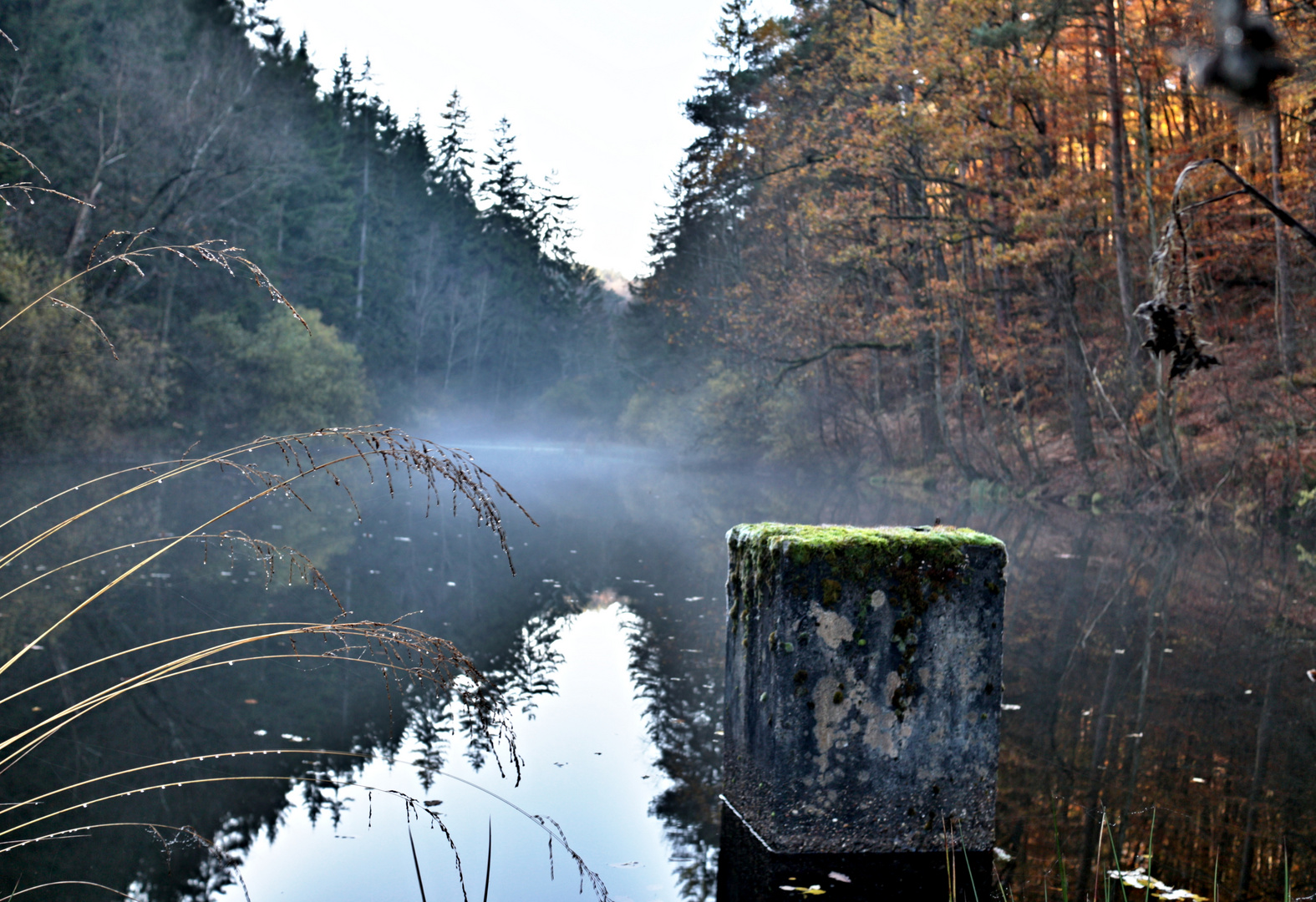 Nebel über einem Waldweiher