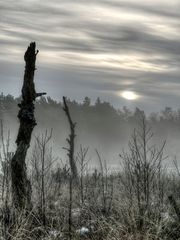 Nebel über Heide