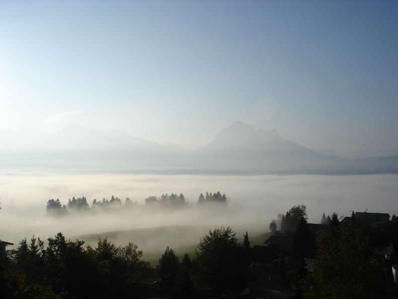 Nebel über Hopfen