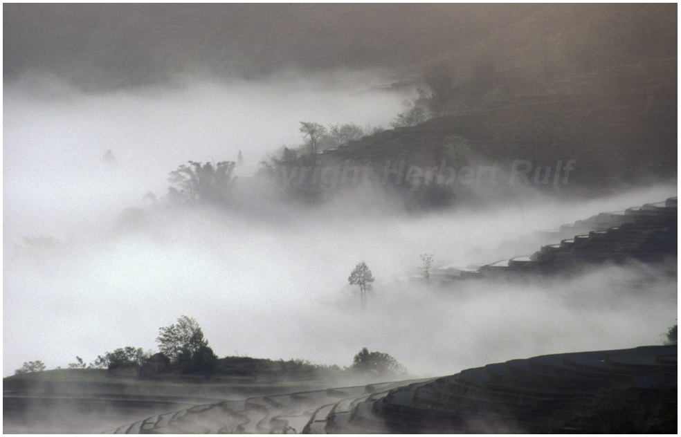 Nebel über Reisterrassen
