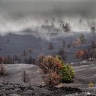 Nebel über vulkanischen Aschefeldern