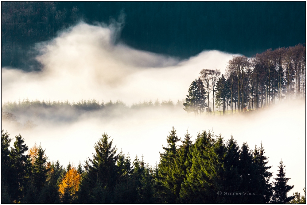 Nebel über Wittgensteins Wäldern