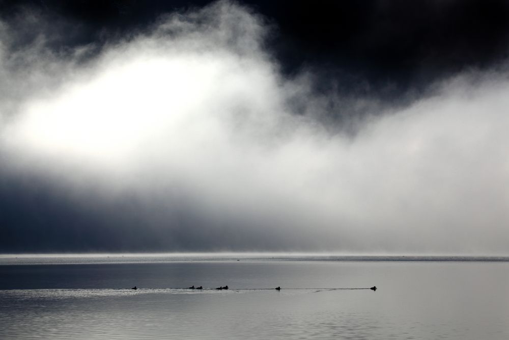 Nebel über`m Alpsee