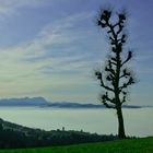 Nebel ueberm Bodensee