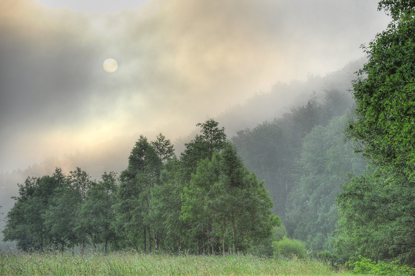 Nebel überm Radweg