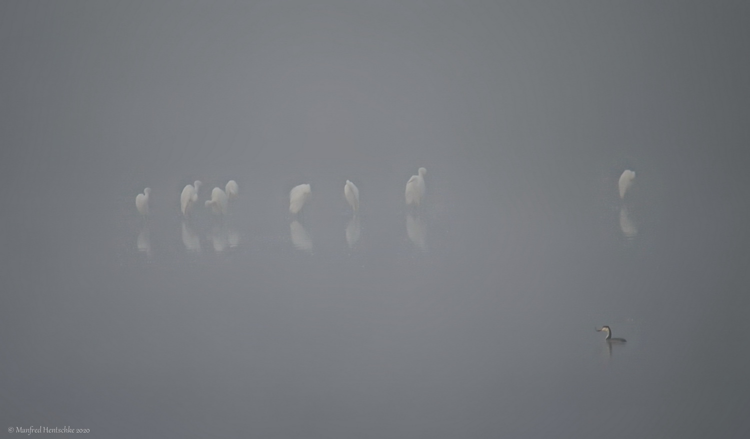 Nebel überm Teich