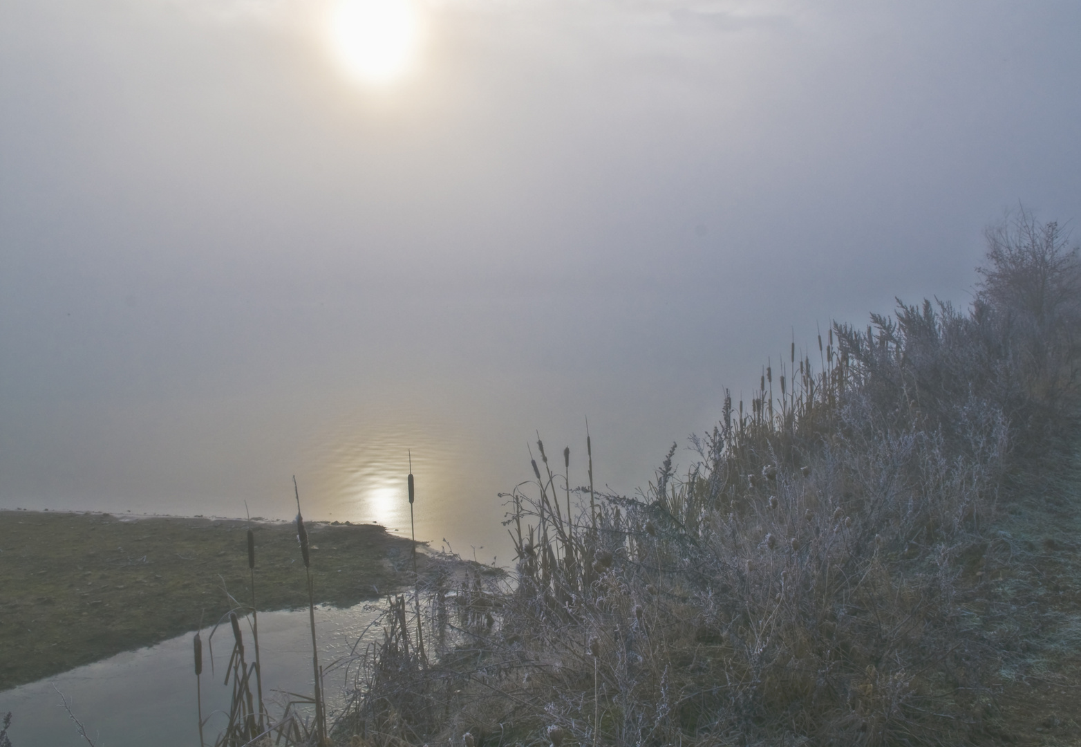 Nebel überm Teich