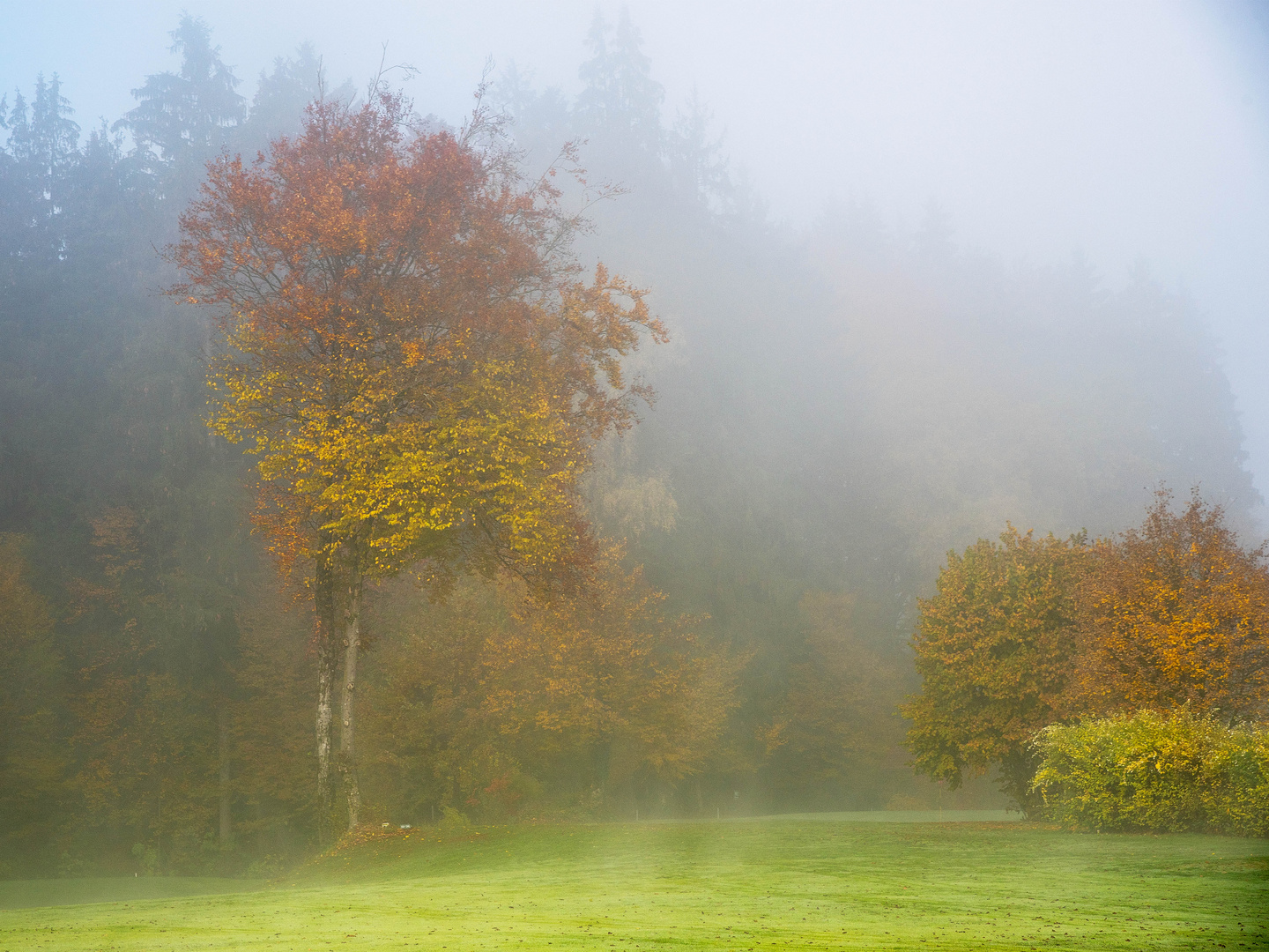 Nebel übern Golfplatz