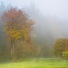 Nebel übern Golfplatz