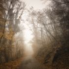 ... Nebel um die Burg Frankenstein 