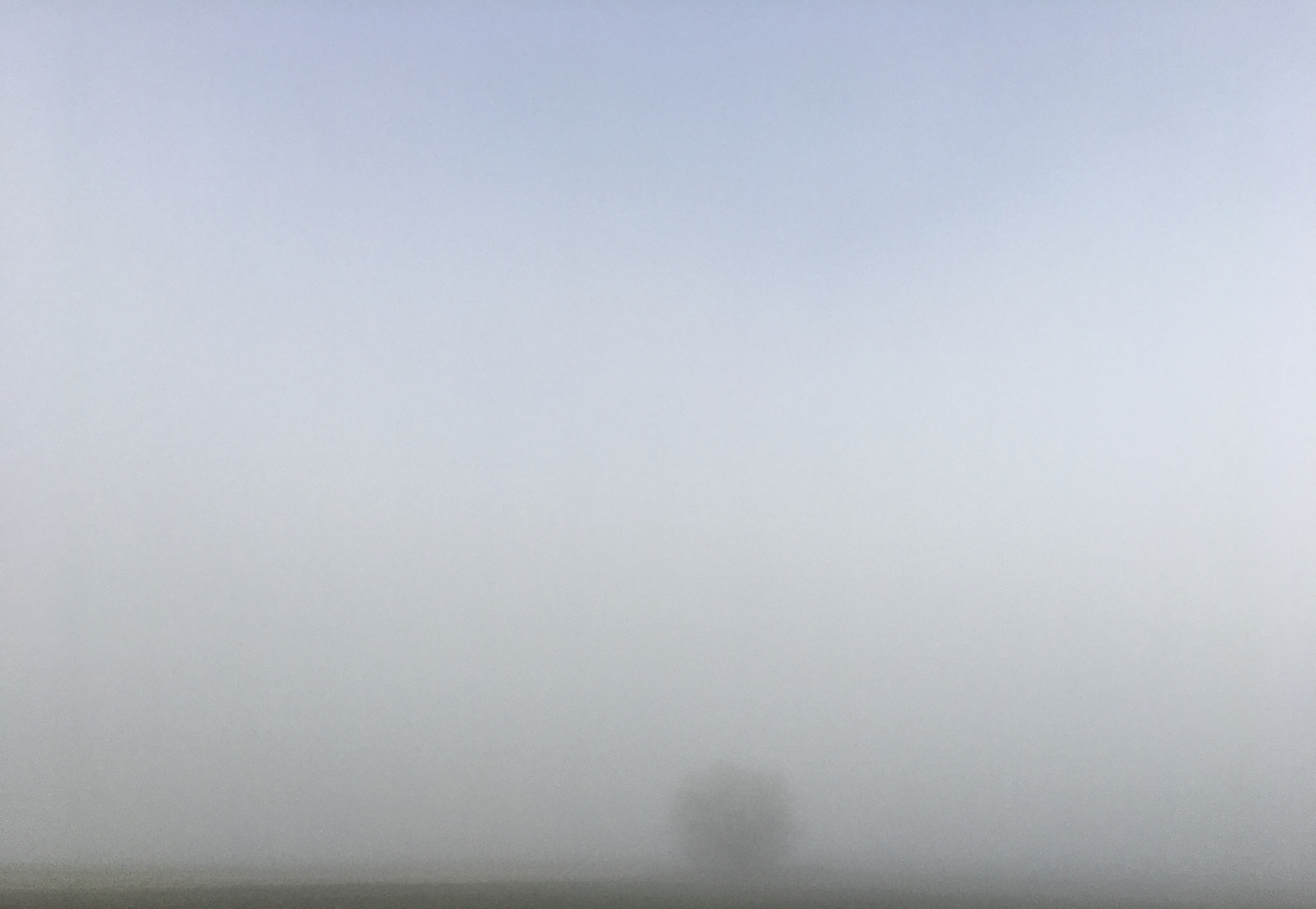 Nebel umhüllt den Baum 