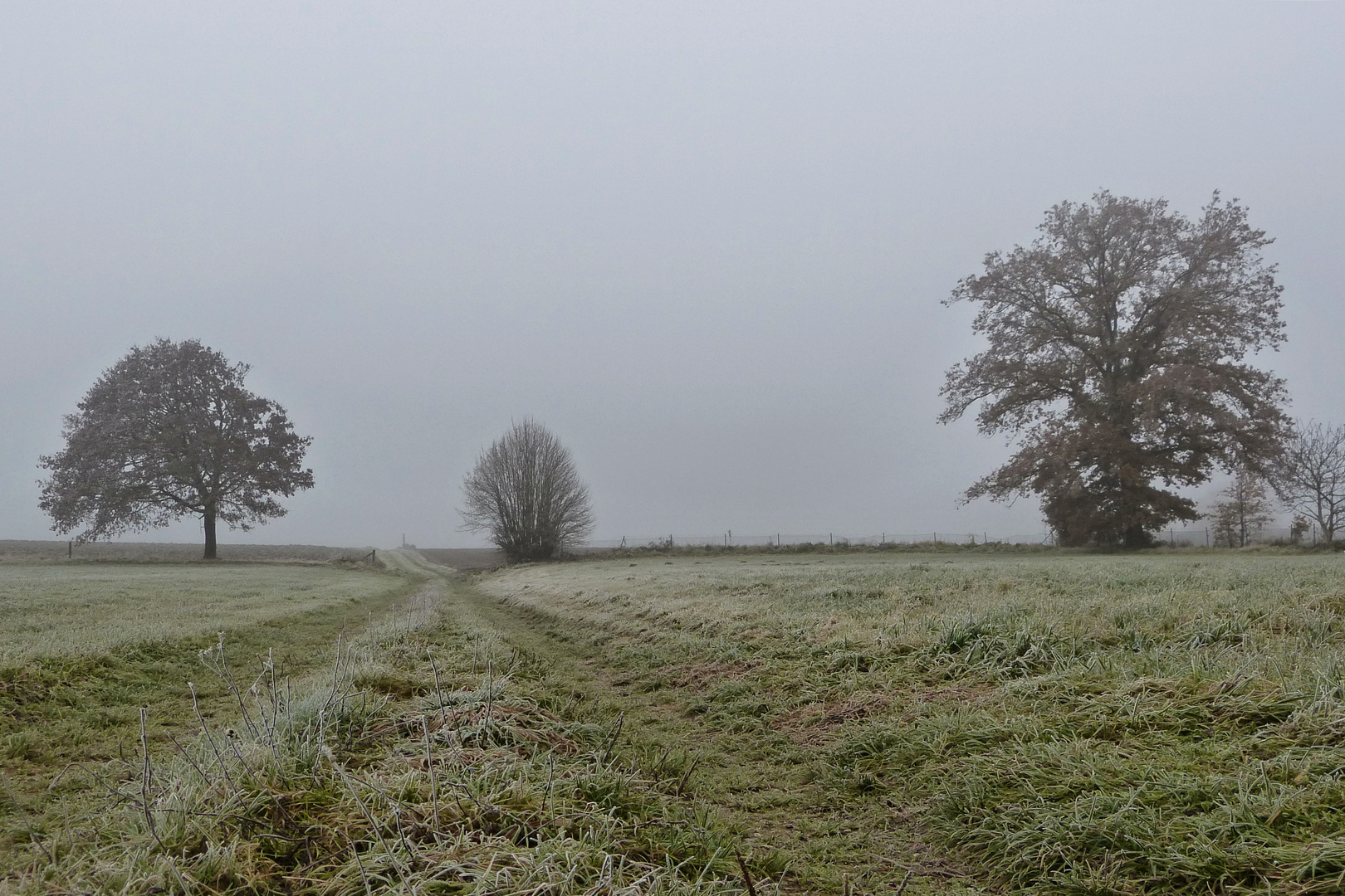 Nebel und Bäume