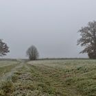 Nebel und Bäume