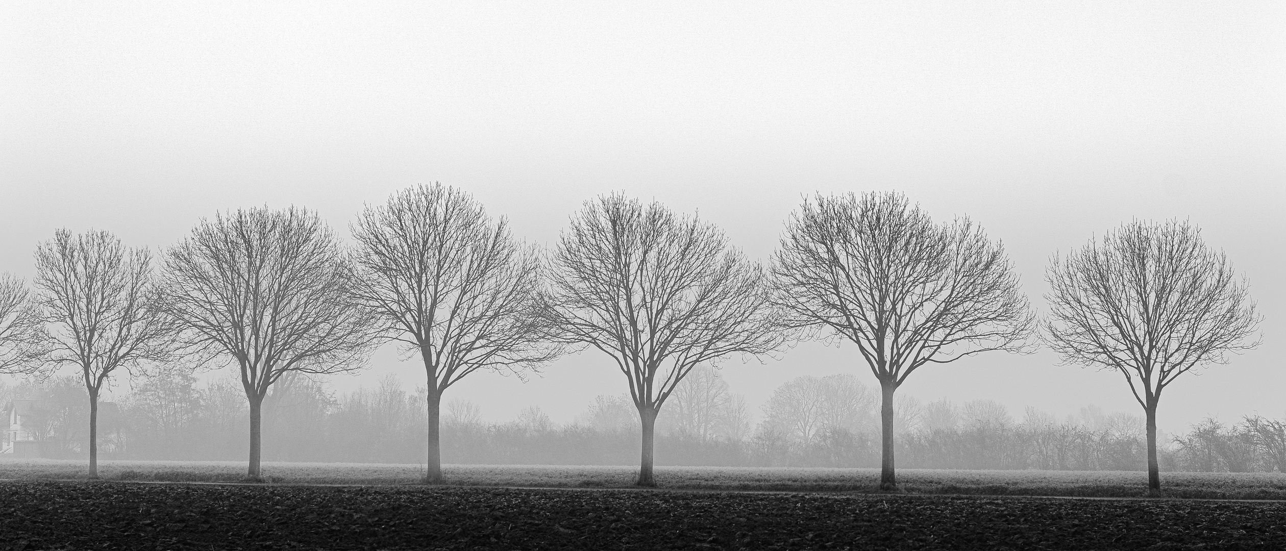 Nebel und Bäume