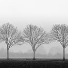 Nebel und Bäume