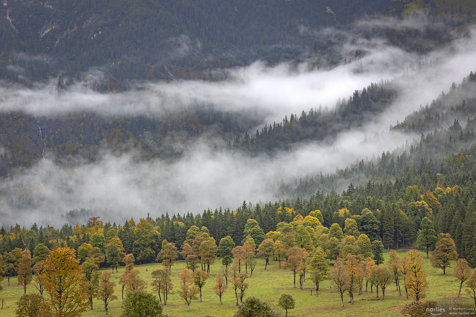 Nebel und Bäume