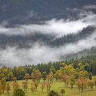 Nebel und Bäume