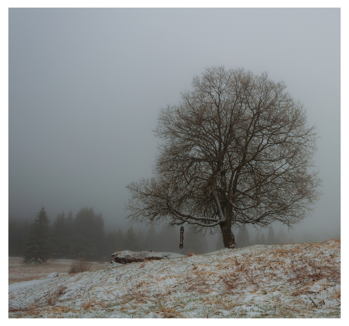 Nebel und Baum 