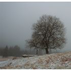Nebel und Baum 