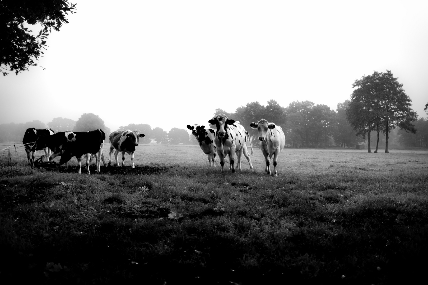 Nebel und die Kühe