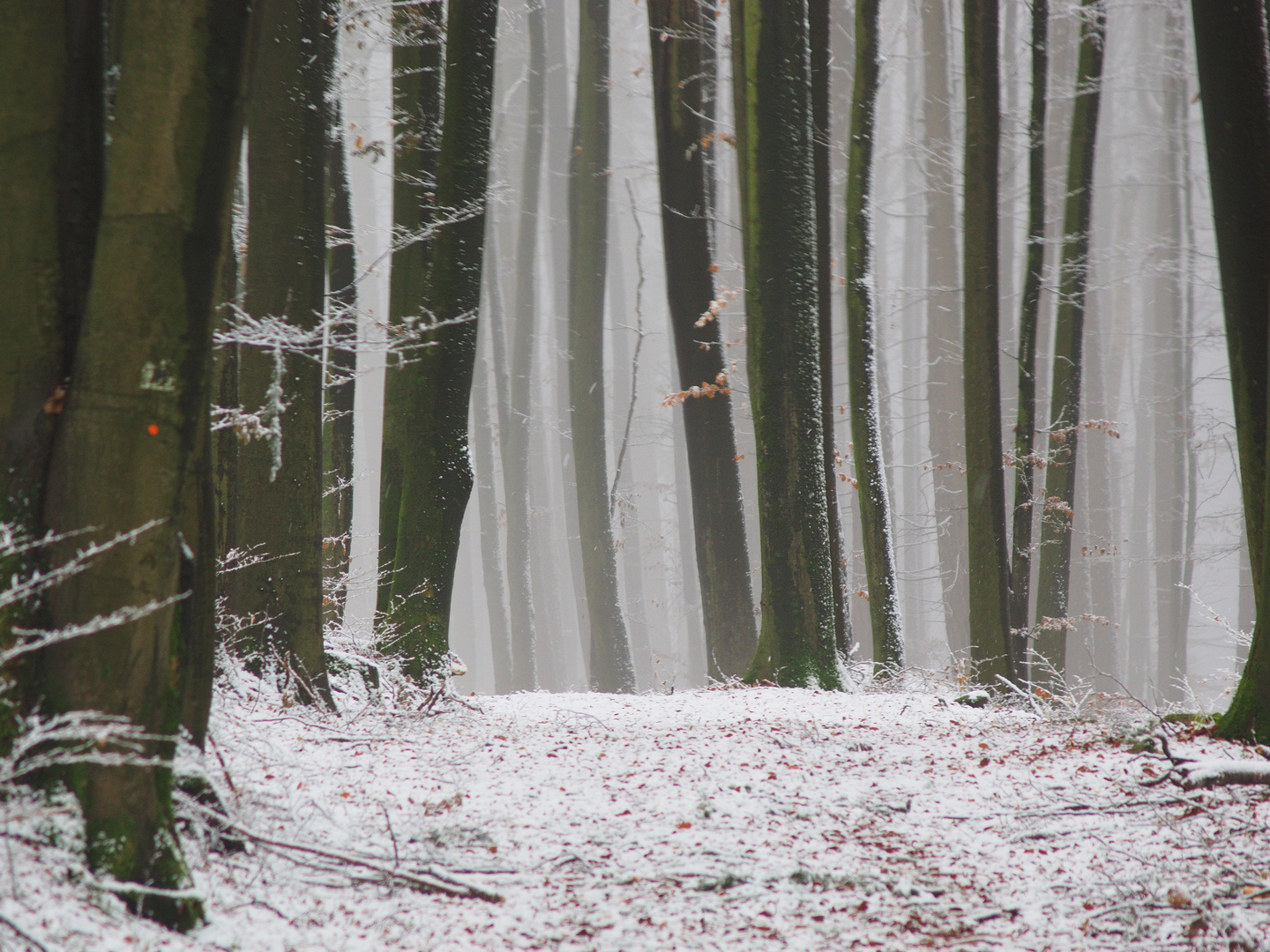 Nebel und erster Schnee