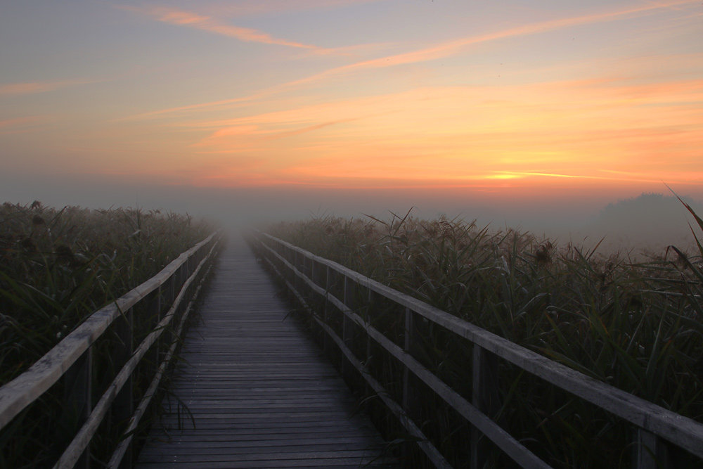 Nebel und erwachendes Sonnenlicht