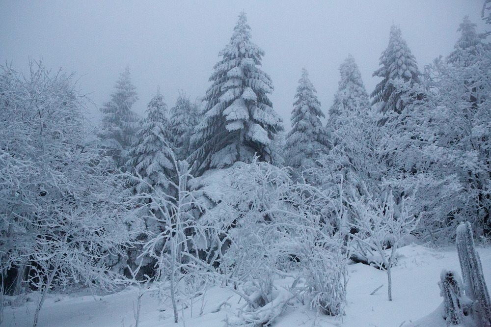 Nebel und Frost