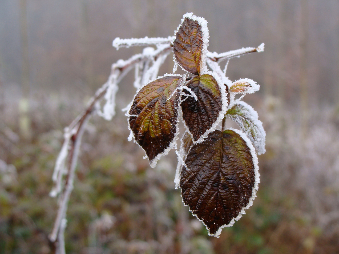 Nebel und Frost