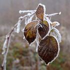 Nebel und Frost