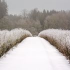 Nebel und Frost