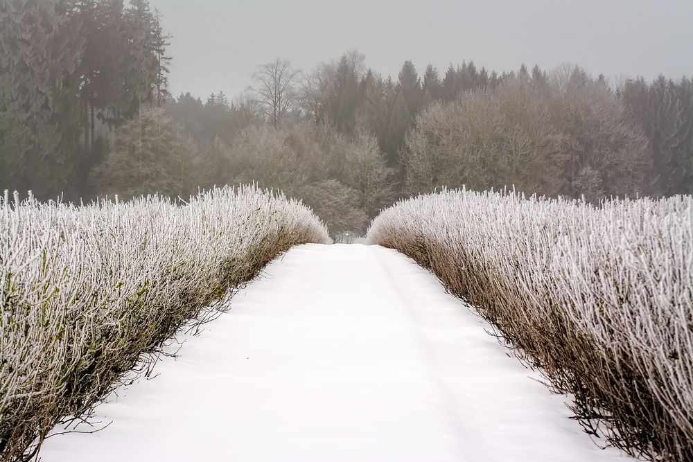 Nebel und Frost