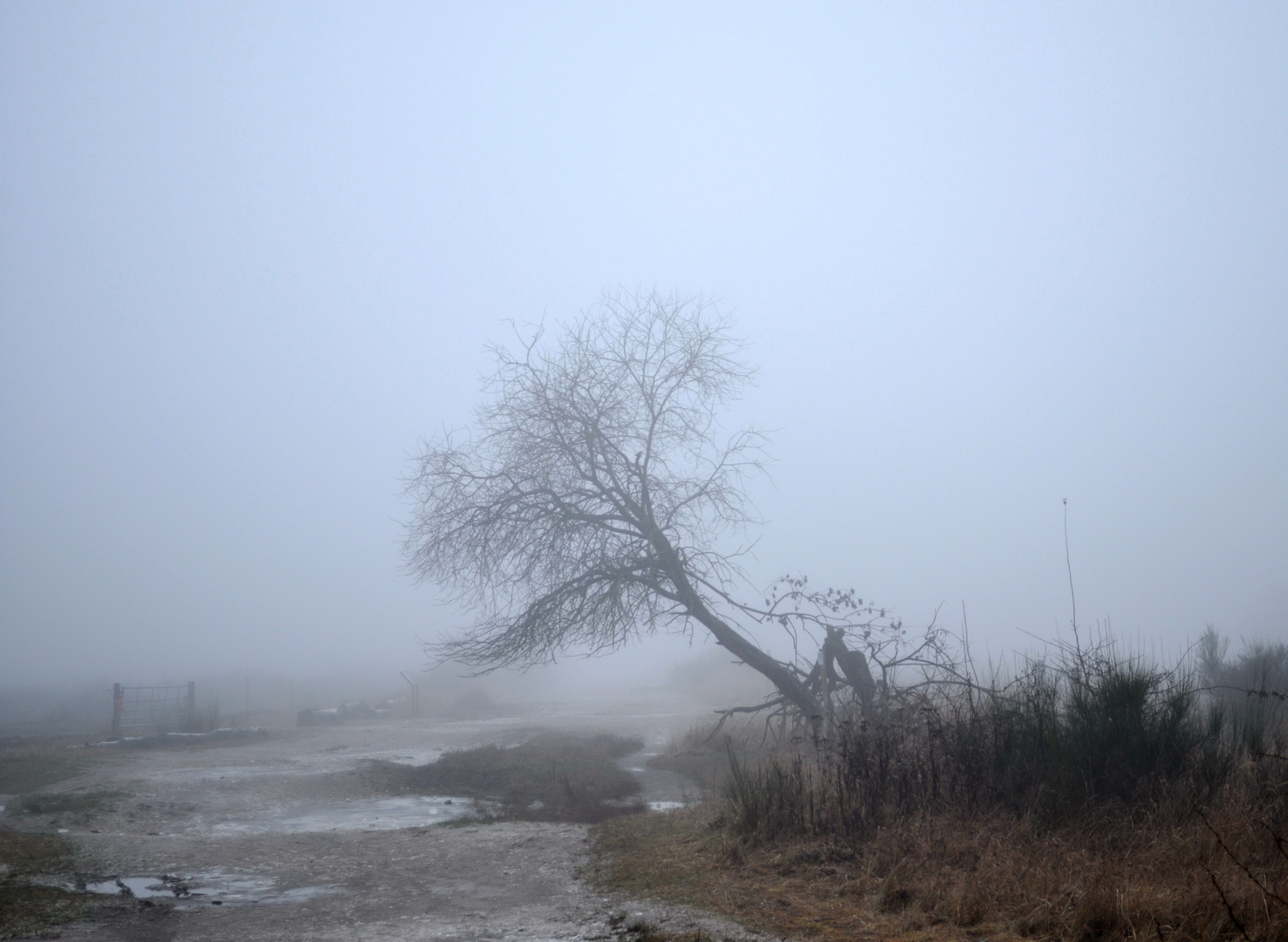 Nebel und Frost in der Wahner Heide