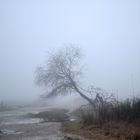 Nebel und Frost in der Wahner Heide