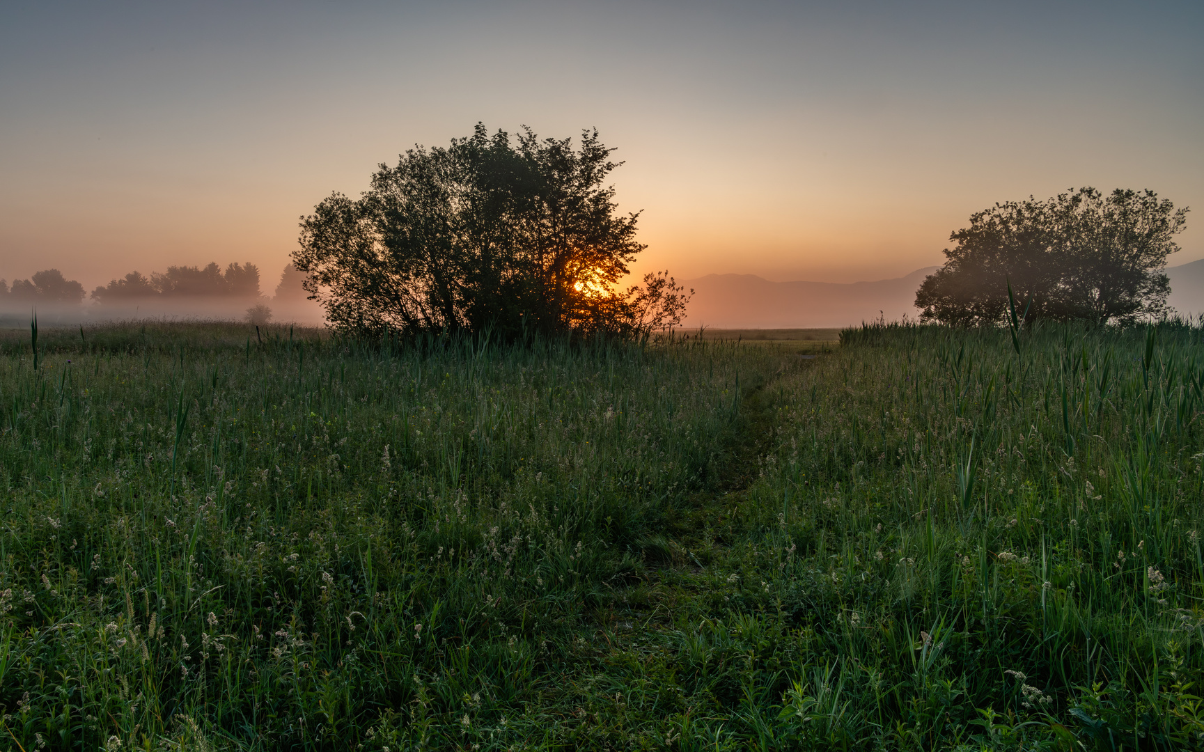 Nebel und Gegenlicht