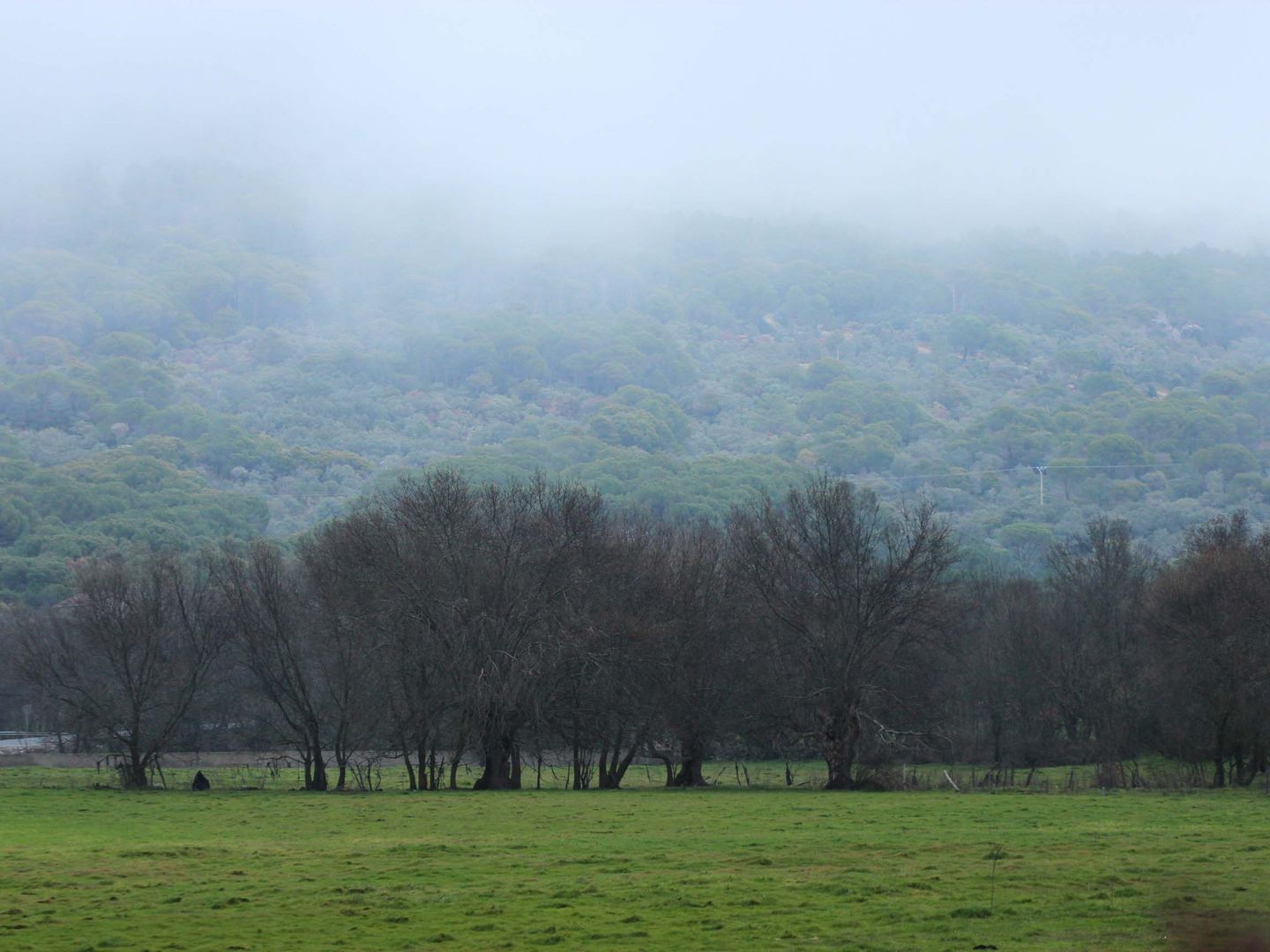 Nebel und Grün